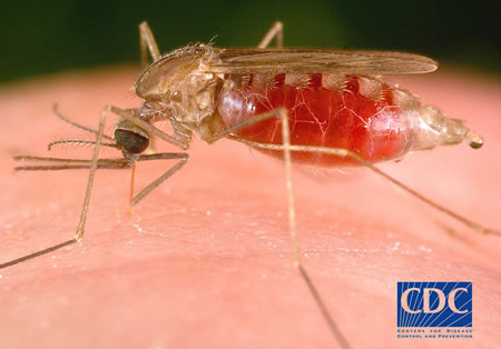 CDC photo of mosquito